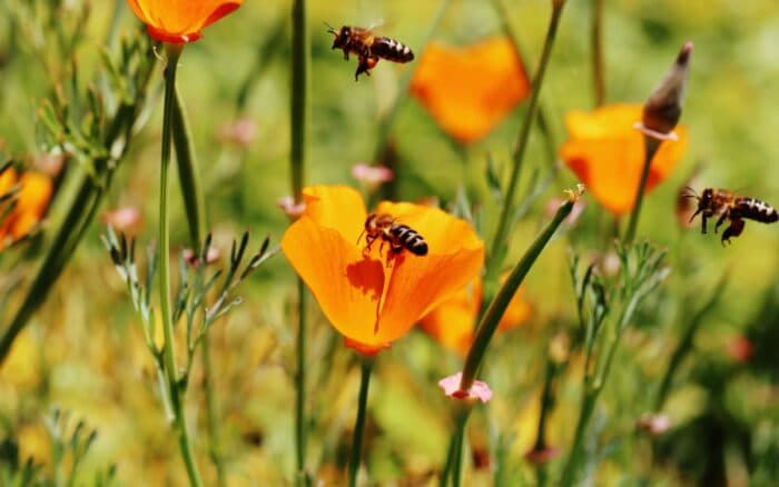 ¡Salvemos a las abejas! Gobierno lanza esta campaña