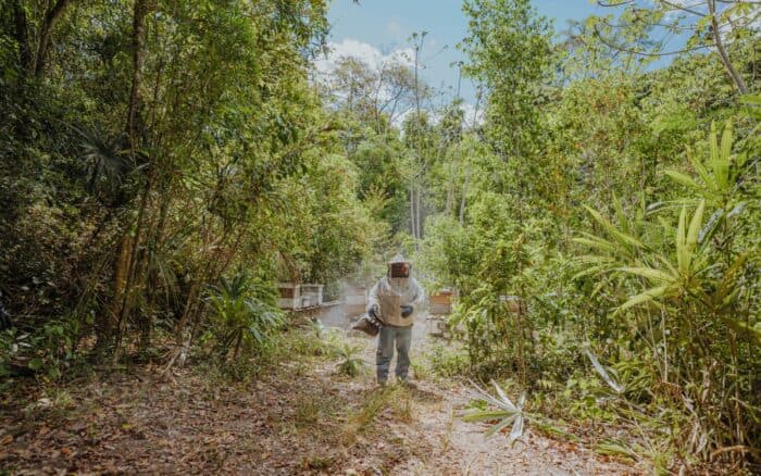 En Calakmul, las abejas luchan por sobrevivir al cambio climático