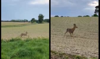 Policía alerta por ciervos 'borrachos' cerca de carreteras en Francia