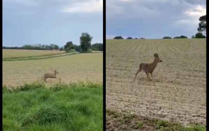 Policía alerta por ciervos 'borrachos' cerca de carreteras en Francia