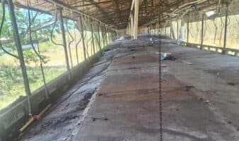 Profepa anuncia retiro total de cerdos de granja sancionada en Yucatán