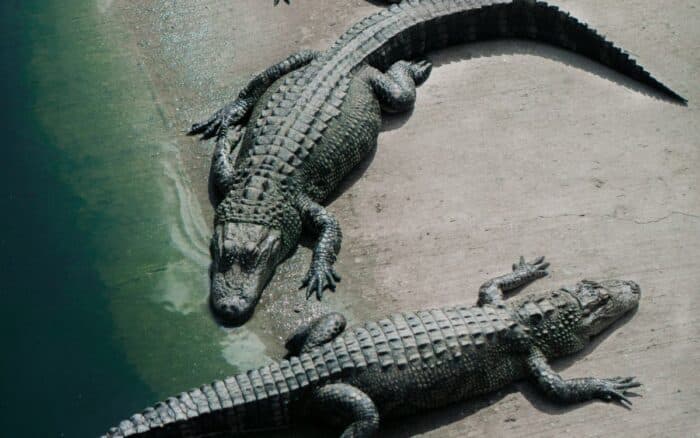 Detienen a hombre por presuntamente tirar a niño a recinto de cocodrilos en zoológico de Inglaterra
