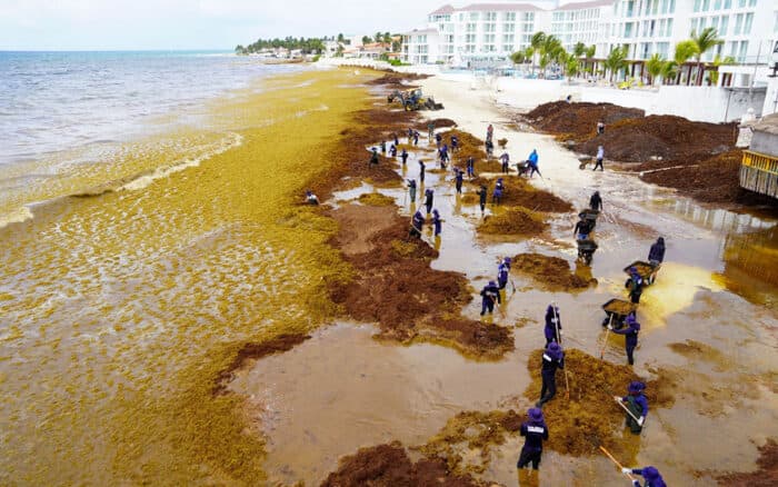 Proponen crear una industria basada en el sargazo para atender la crisis en el Caribe mexicano