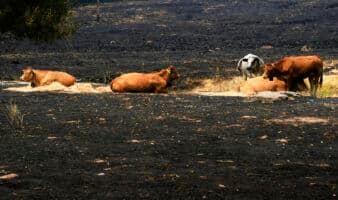 'Los últimos de la lista': la batalla por salvar a cientos de animales cercados por el fuego en España