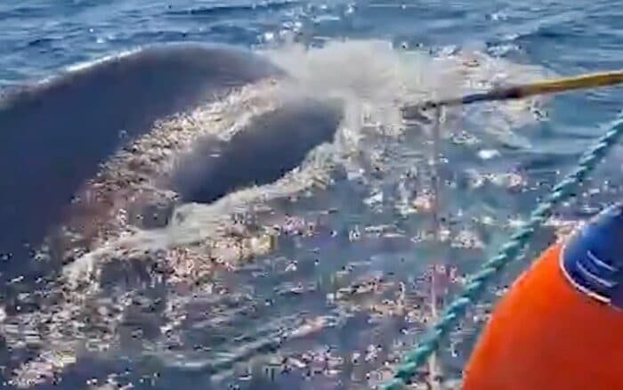 Liberan a ballena jorobada atrapada en una red de nylon en BCS