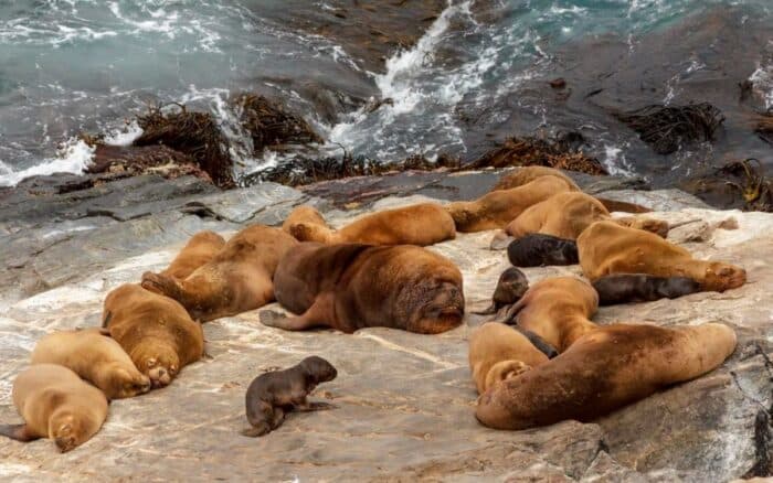 El gobierno de Chile analiza permitir la caza de lobos marinos ante el conflicto con los pescadores | Mongabay Latam
