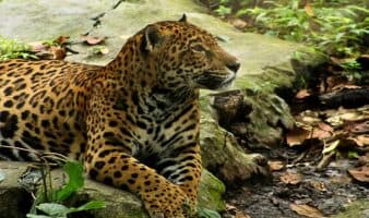 Muere Gaby, jaguar que dejó 20 años de historia en Chiapas