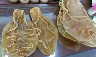 Tráfico de totoaba: sentencia millonaria por daños a la biodiversidad del Alto Golfo de California