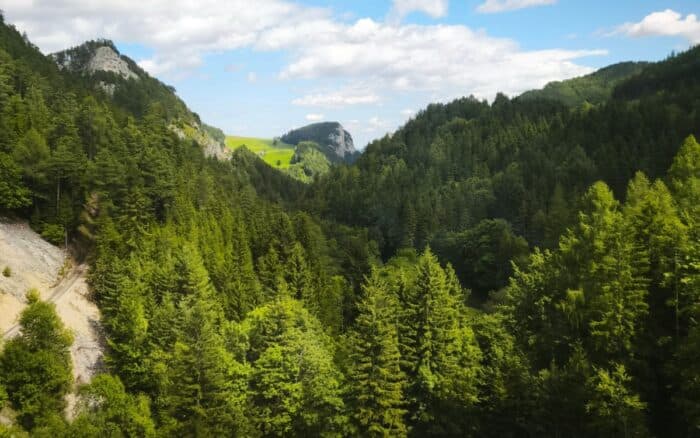 Para mantener los bosques en pie, construir economías que dependan de ellos