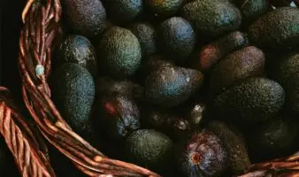 Sheinbaum anuncia acuerdos para fortalecer la producción de aguacate de exportación